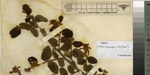 Grewia hexamita Burret